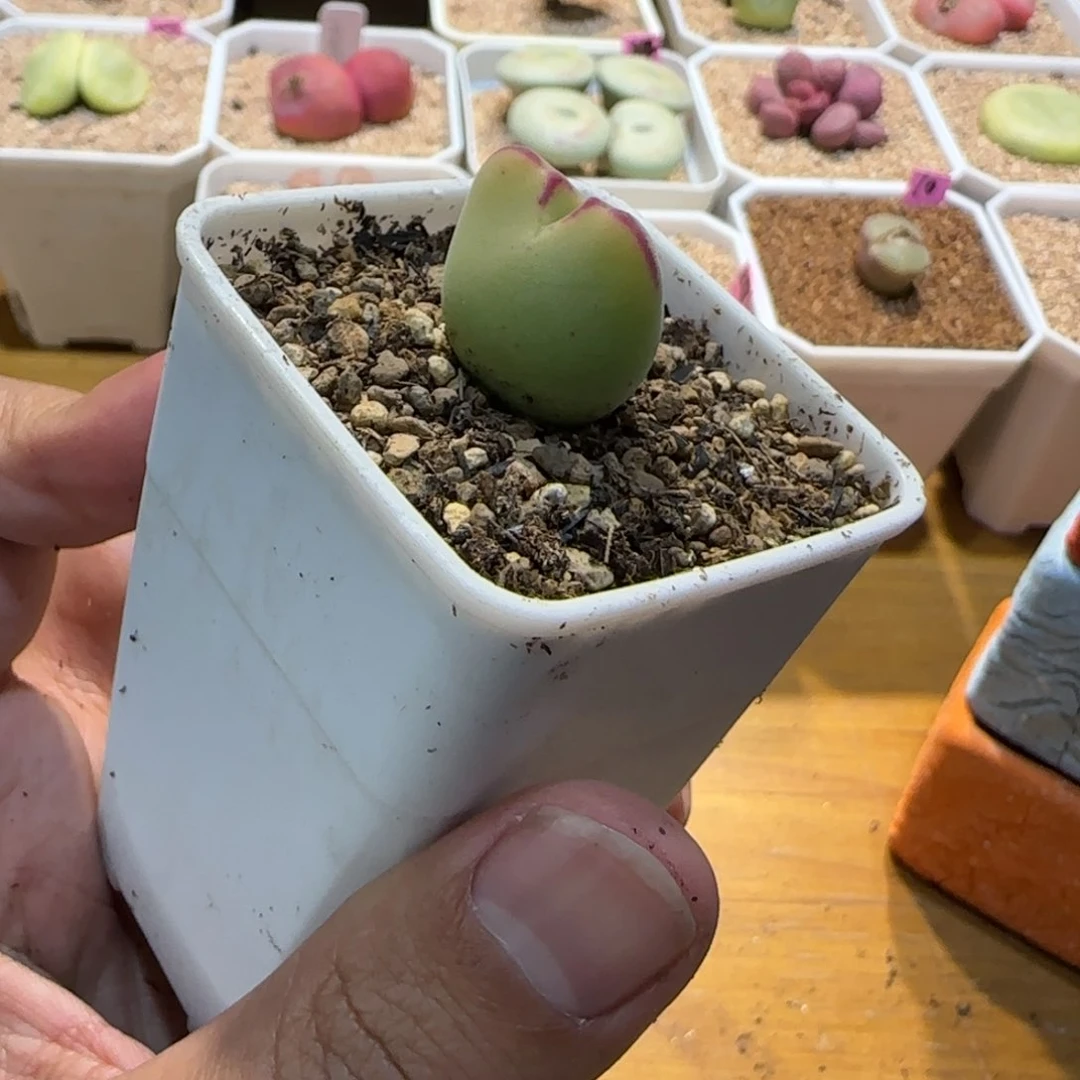 红陶库*我们的目标就是成为更优秀的人和事吧打