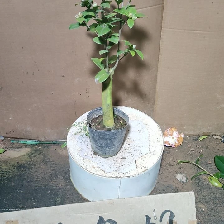 60斑水屋，原盆原土发货，不包邮