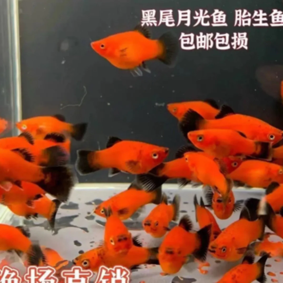 黑尾月光鱼压成3厘米