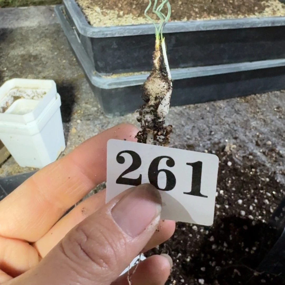 发***薯蚊香弹簧草多肉植物