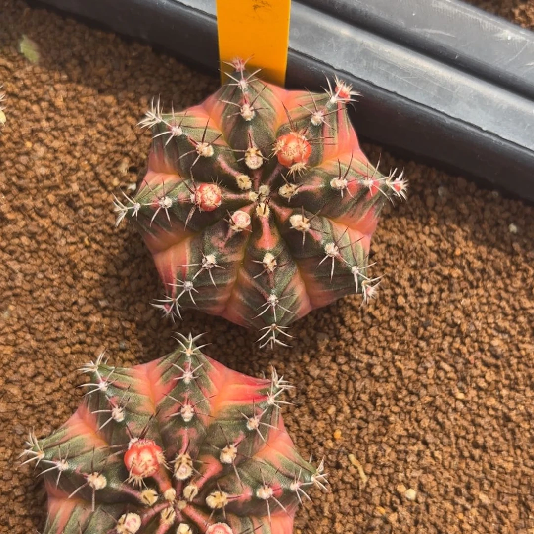 77-1227泰国发货多肉