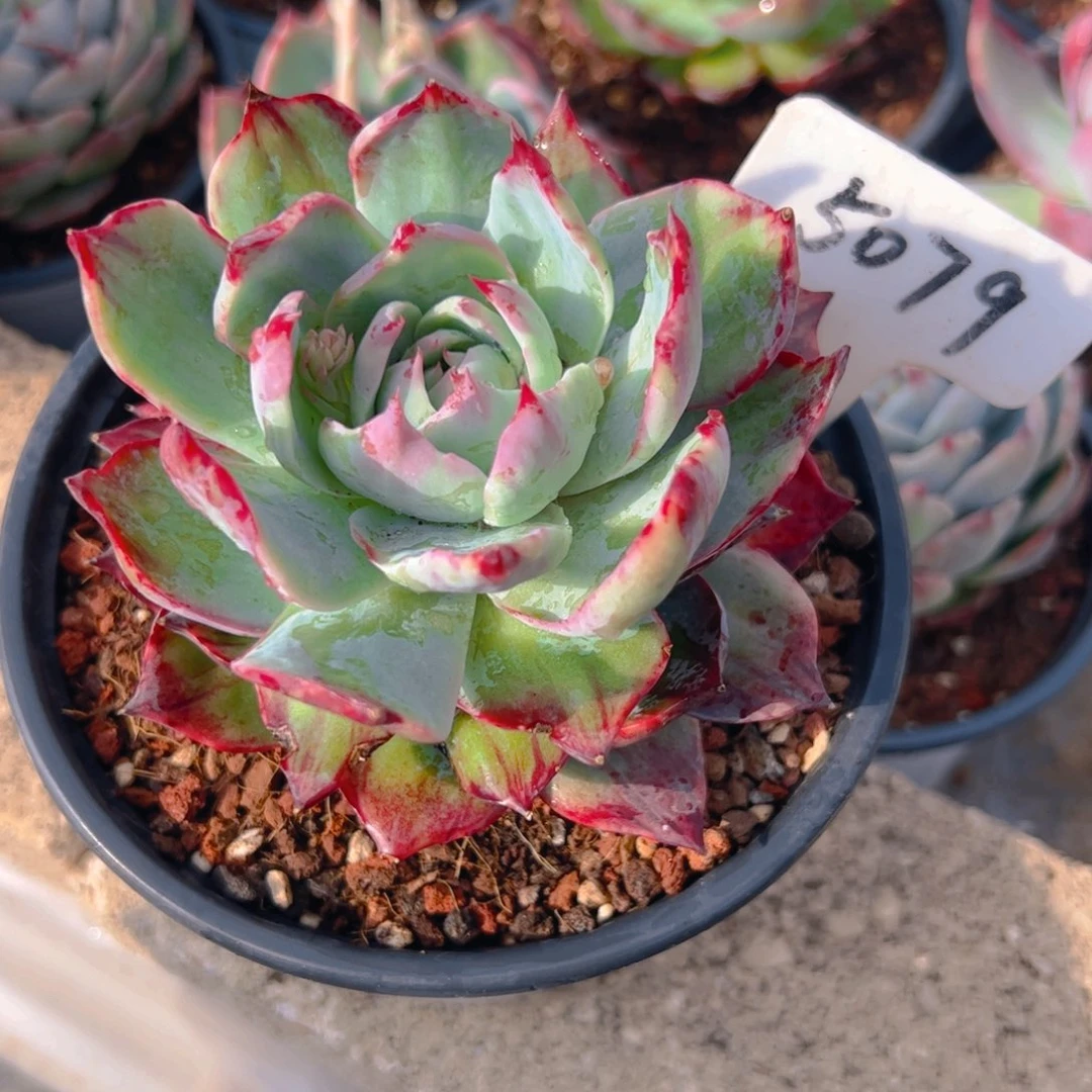 用****2惊鸿仙子5079号有裂口介意勿拍