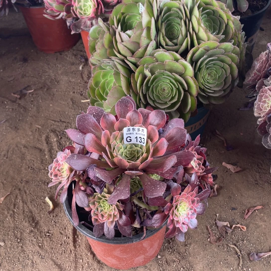 133祝融多肉法师断枝不包