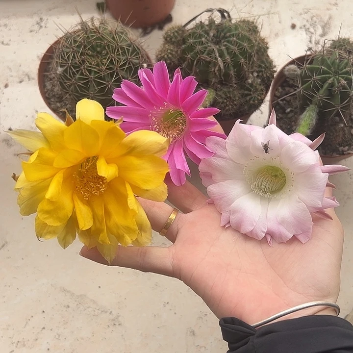 无花朵三个实生彩草包邮