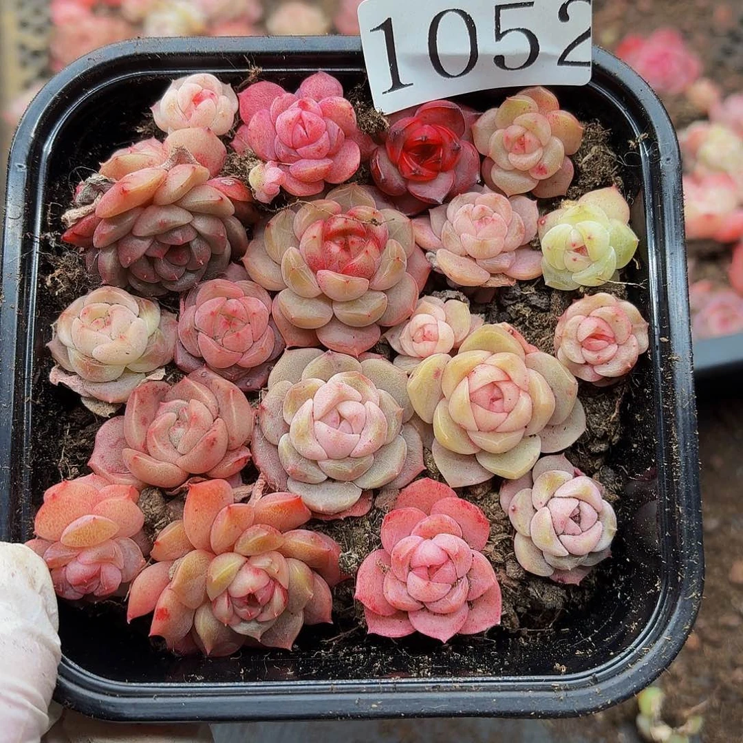 多肉植物多肉植物1052