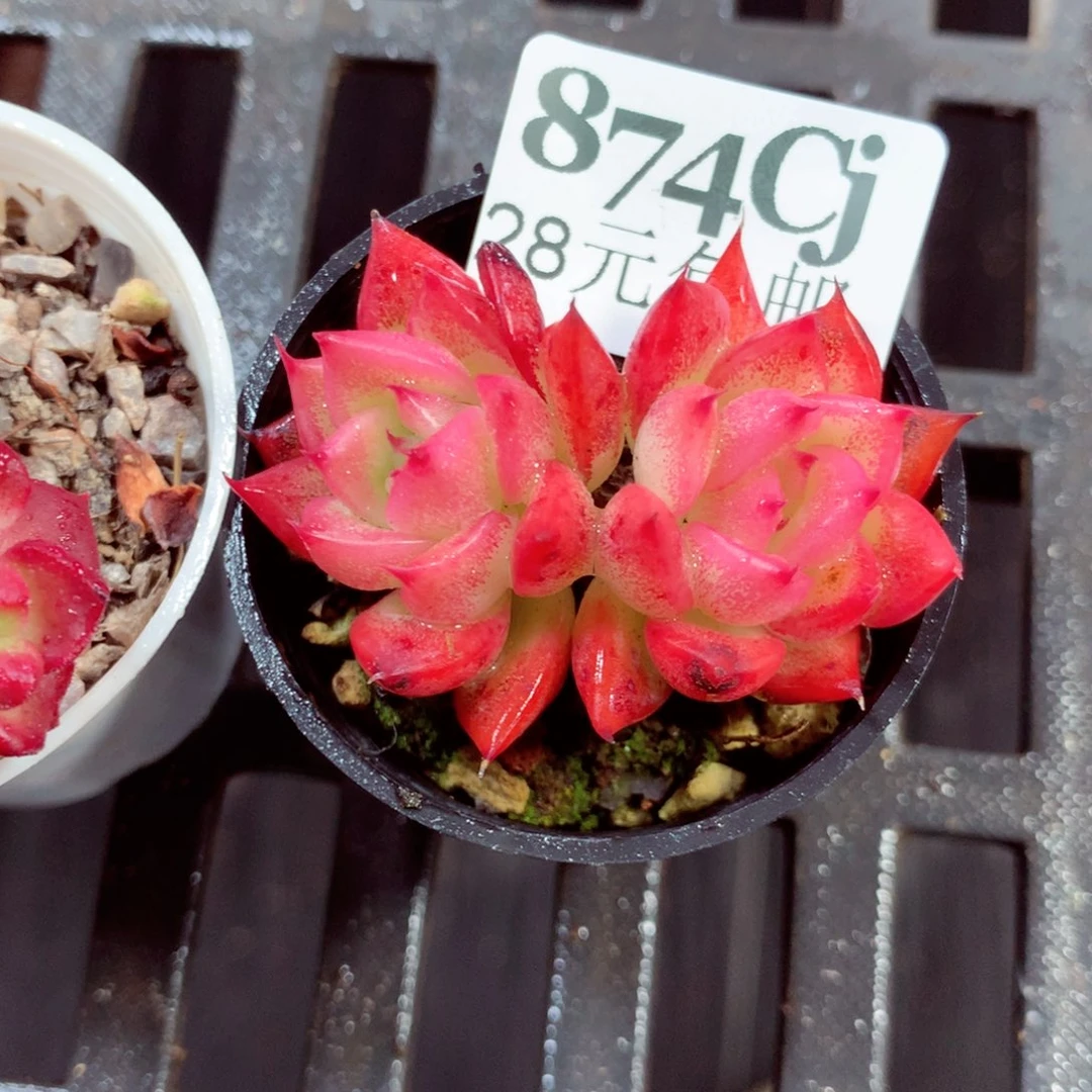 5厘米盆精控多肉874