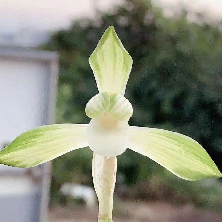 春兰 天游 2苗连体特壮苗脱盆裸根发货