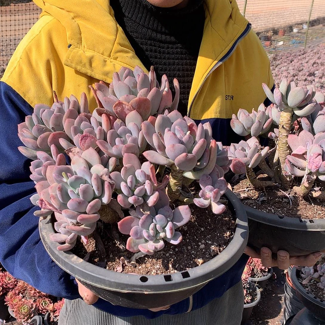 外播多肉灰姑娘18.8