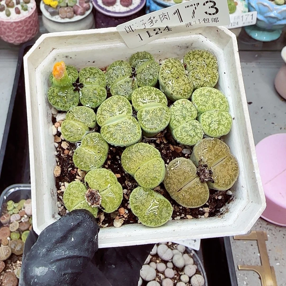 生石花满18包邮1124-173