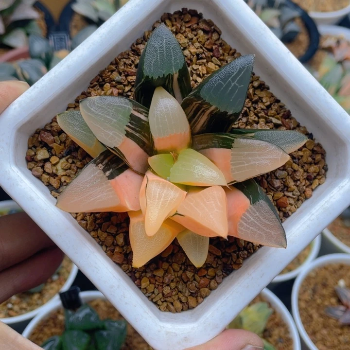 实生克锦十二卷多肉