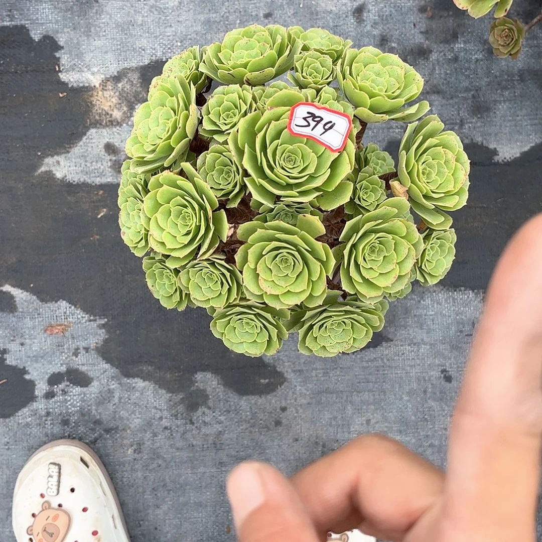多肉植物399号多肉植物