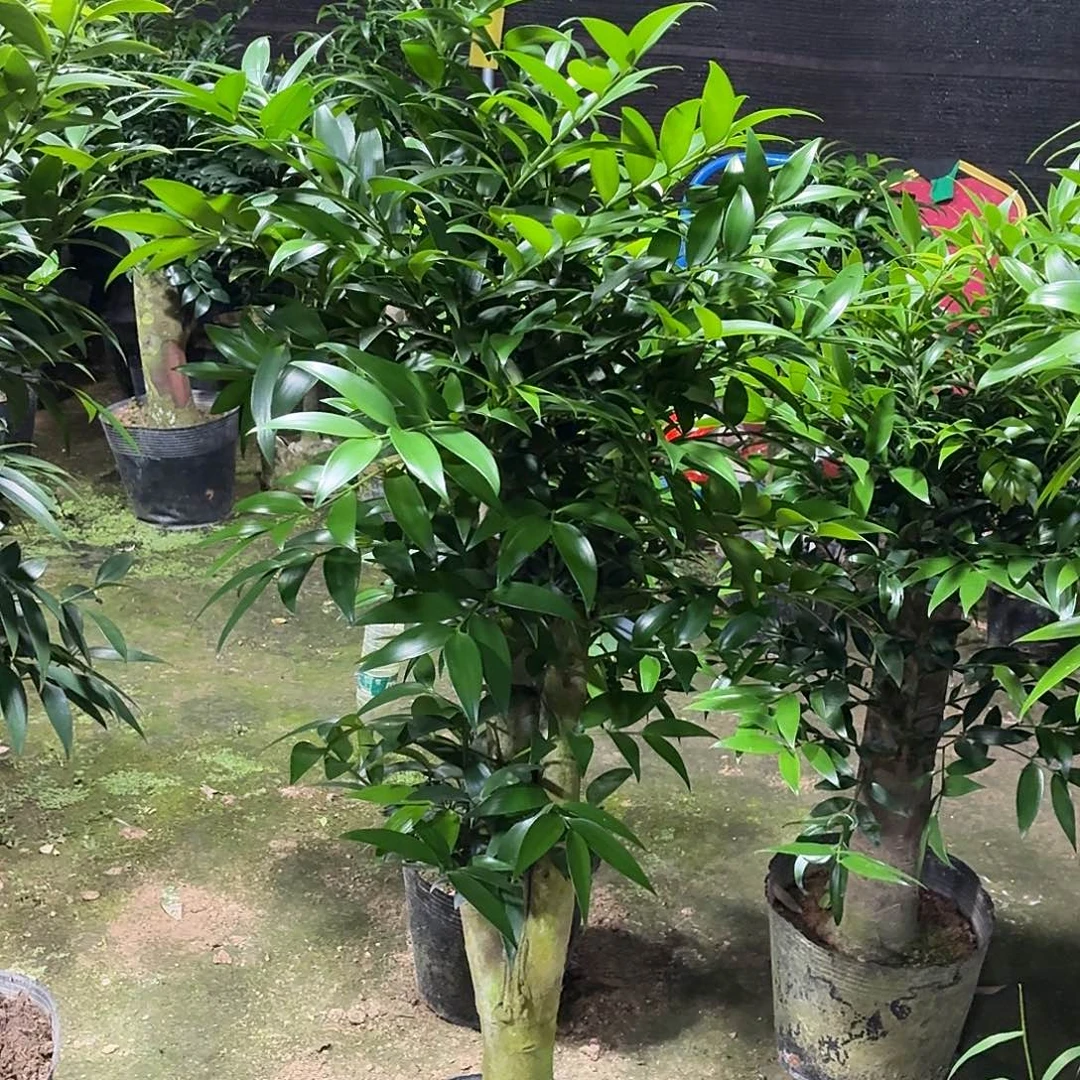 完全开放竹柏老桩一物一拍顺丰包邮