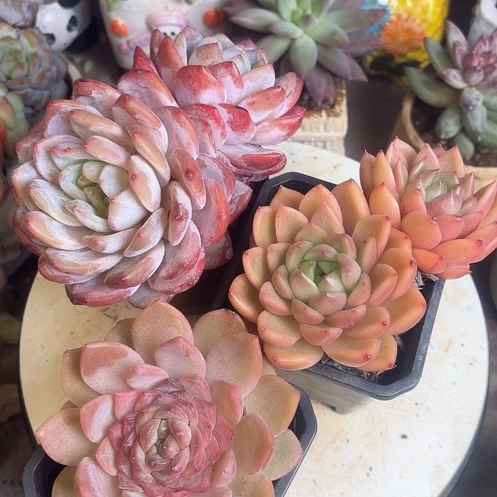 望月 冰魄 橙梦露多肉植物