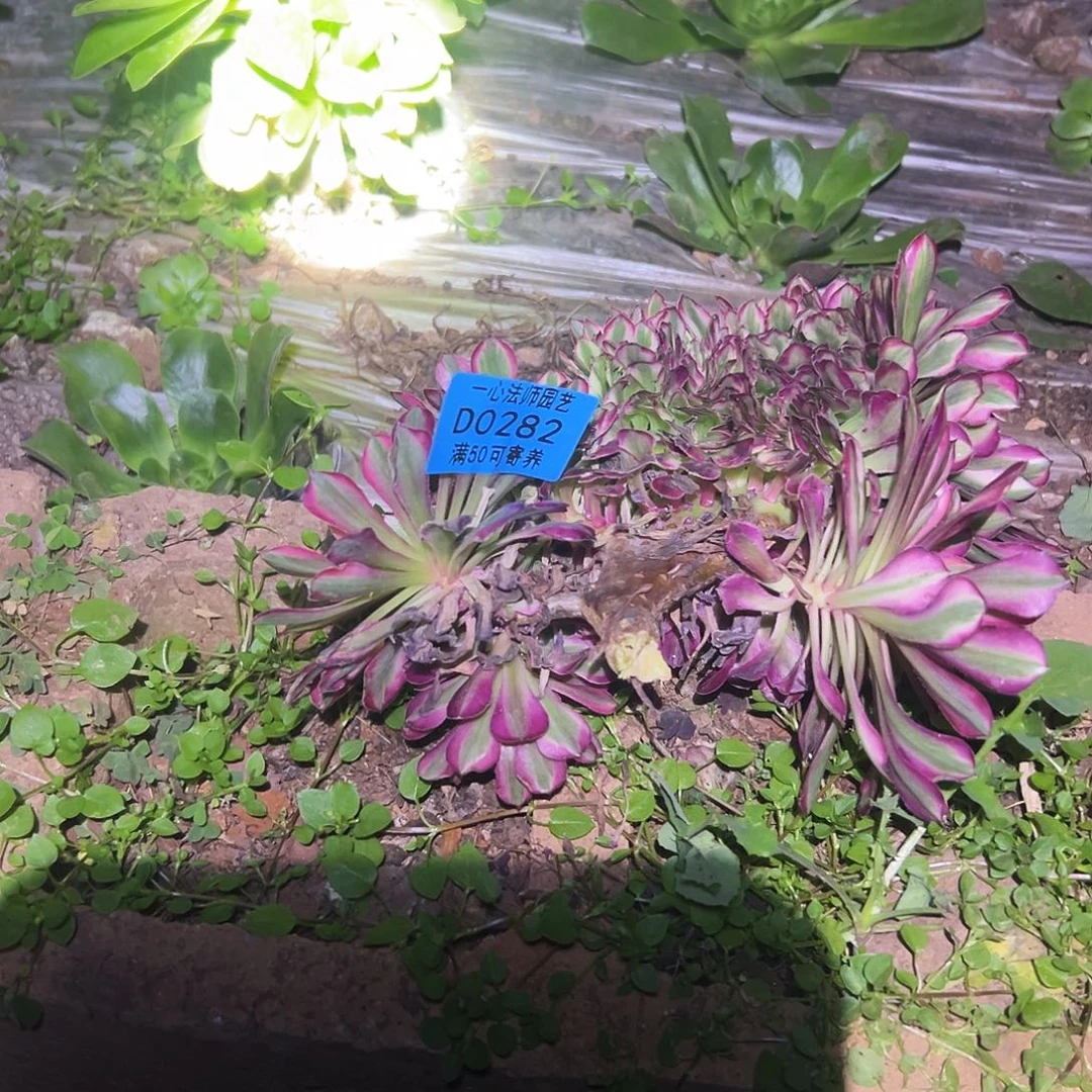 葵***花0282多肉植物、红铜壶白锦缀化、无根