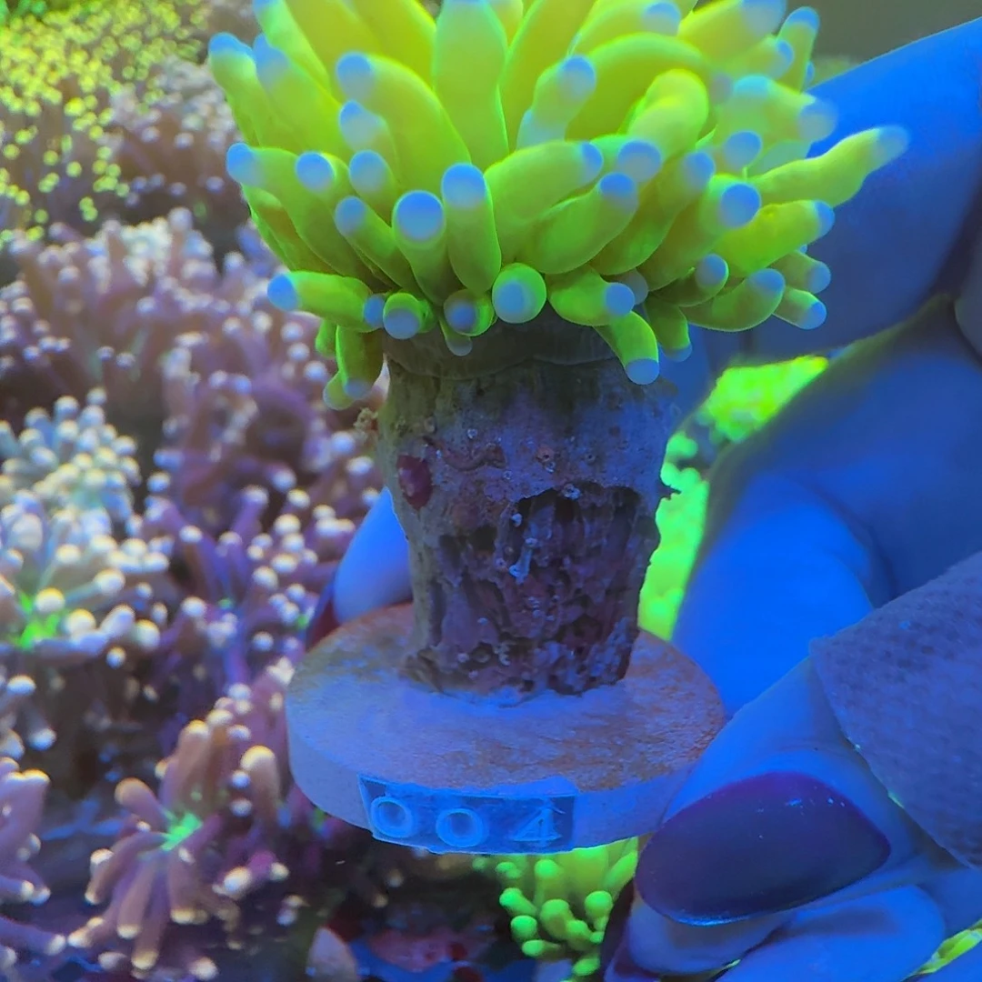 余***欢菇珊瑚印尼绿圣杯