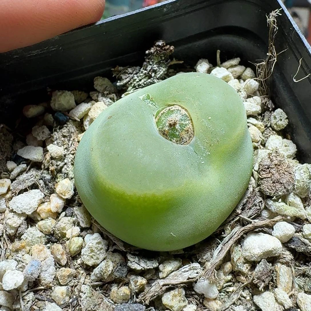 124拉体毛毛带盆发货