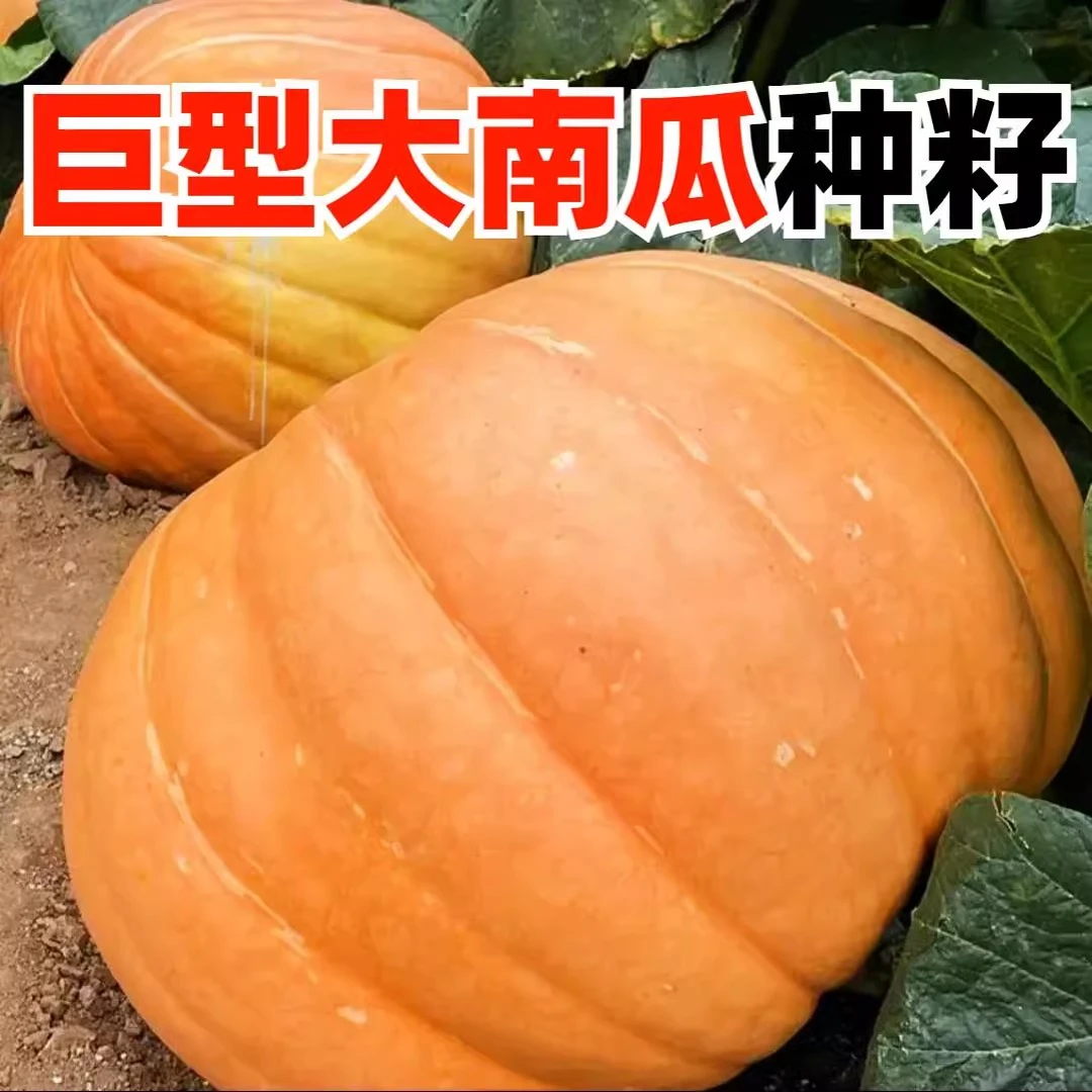 【满5包包邮】巨型南瓜种子美国大南瓜种籽春季秋季四季观赏食用南