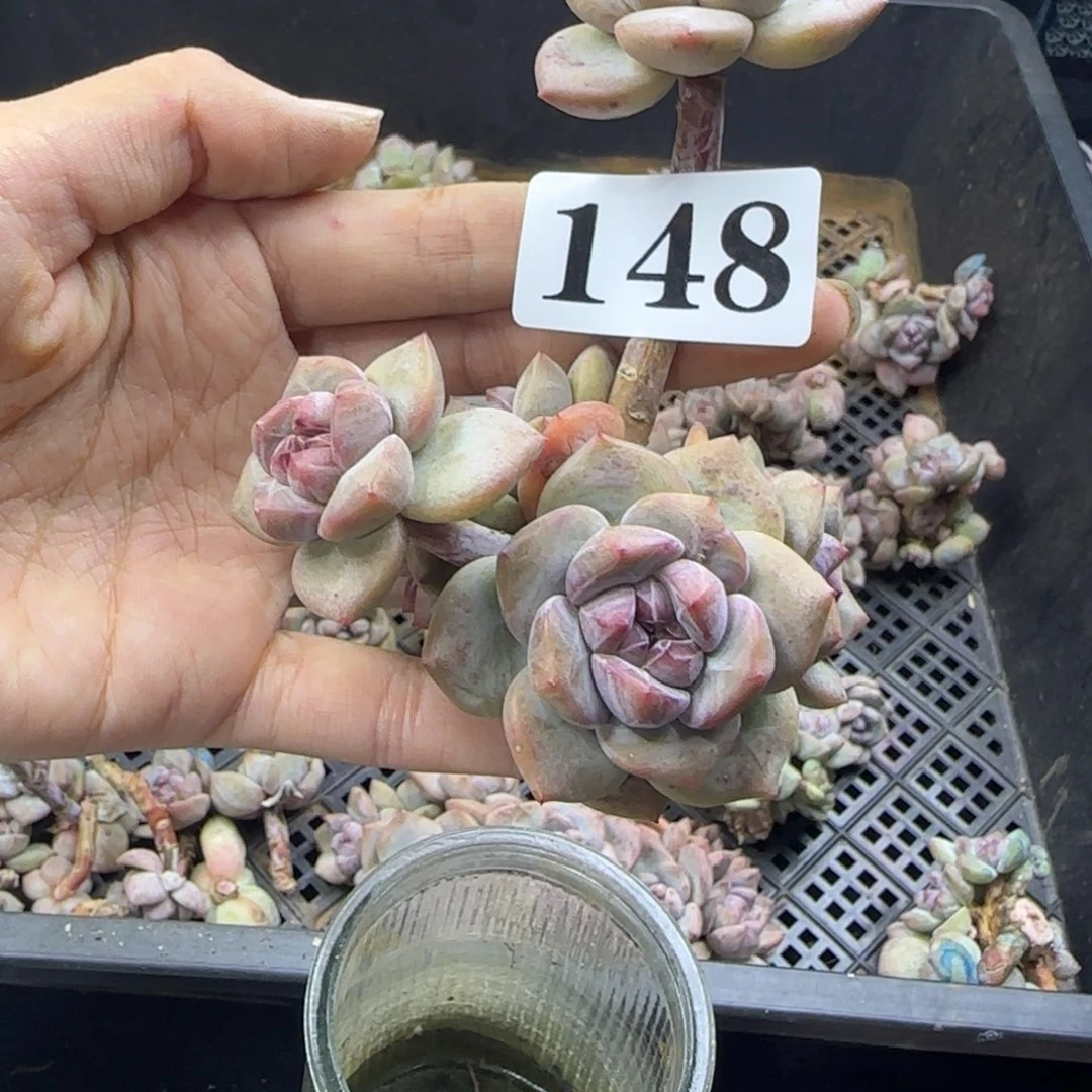 星影6头无根一物一拍148