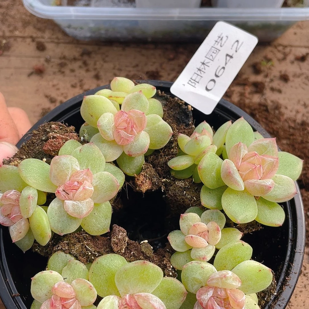 多肉植物多肉植物642