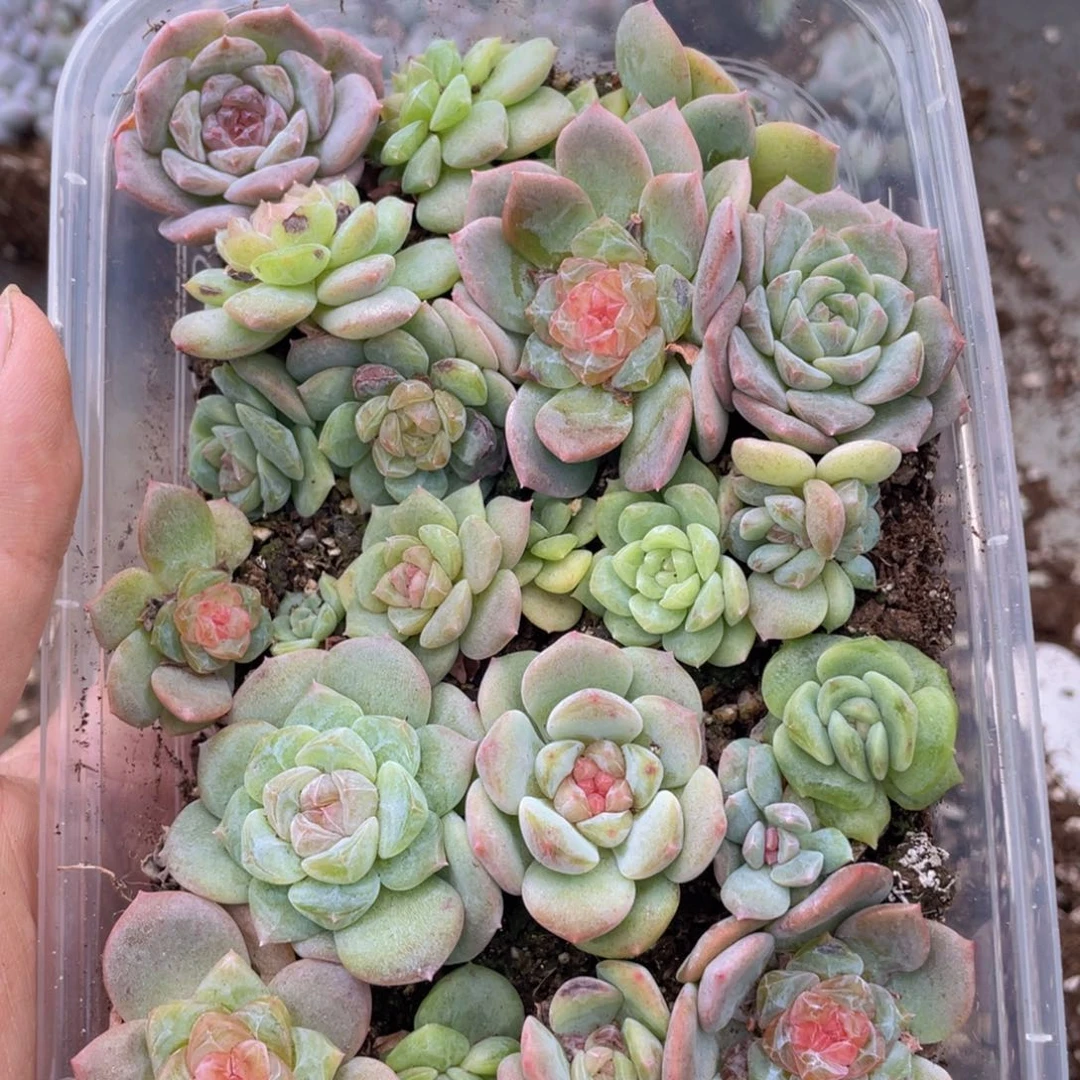 云糖心多肉植物007