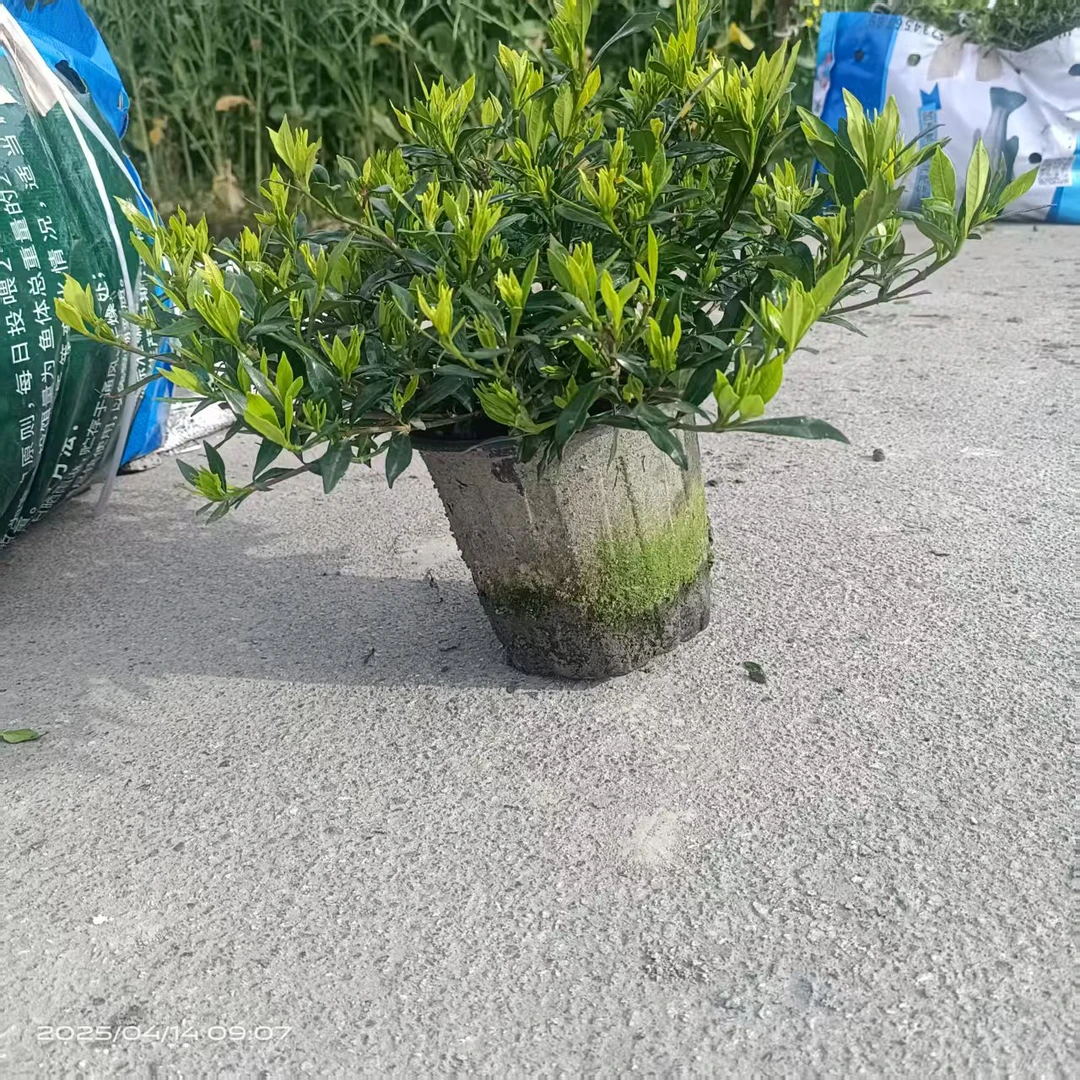 小叶雀舌海栀子，小叶栀子海栀子