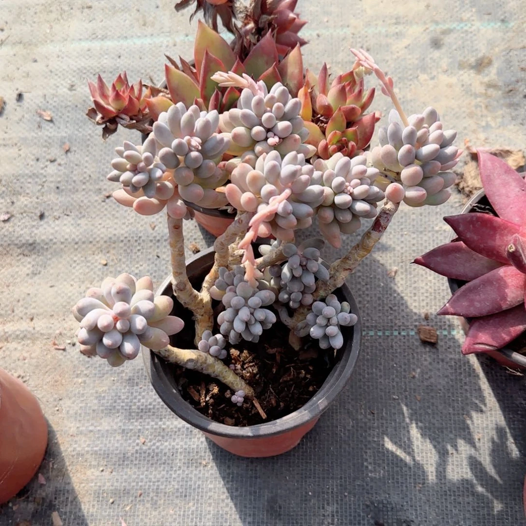 无花朵婴儿手指老桩