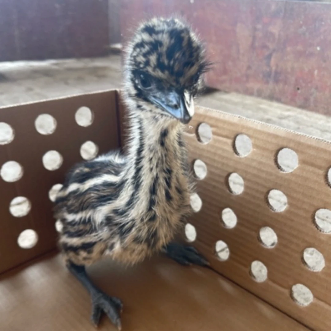 宠物鸟文鸟鸸鹋顺丰包邮.鹦鹉.虎皮鹦鹉.小太阳金刚鹦鹉.牡丹鹦鹉