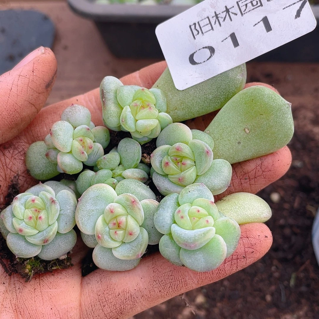 多肉植物多肉植物117