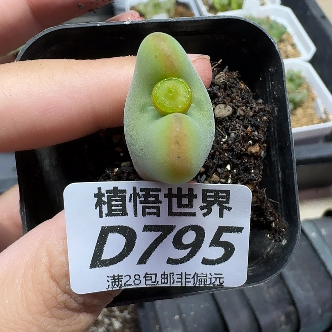 的润泽的润泽的润泽dvb