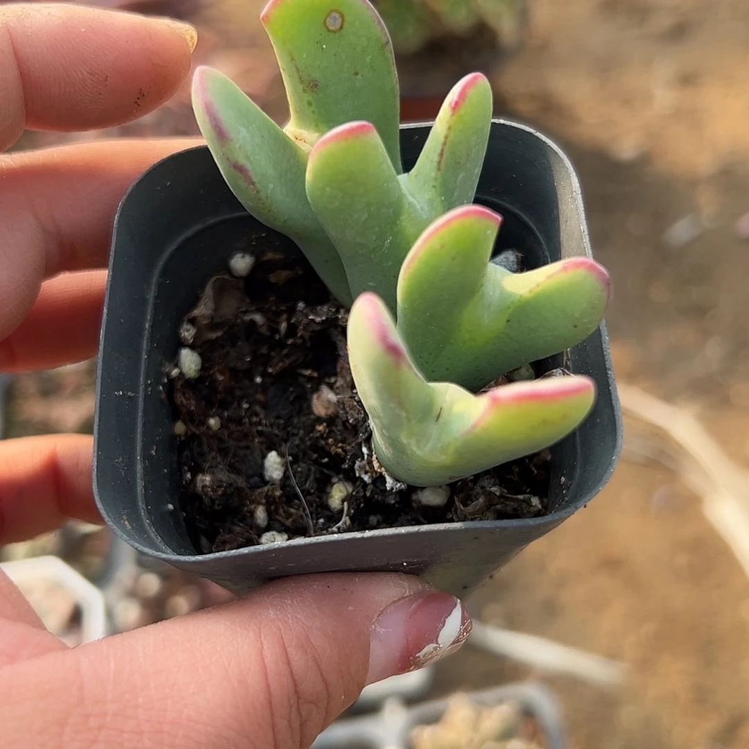 多肉植物多肉植物