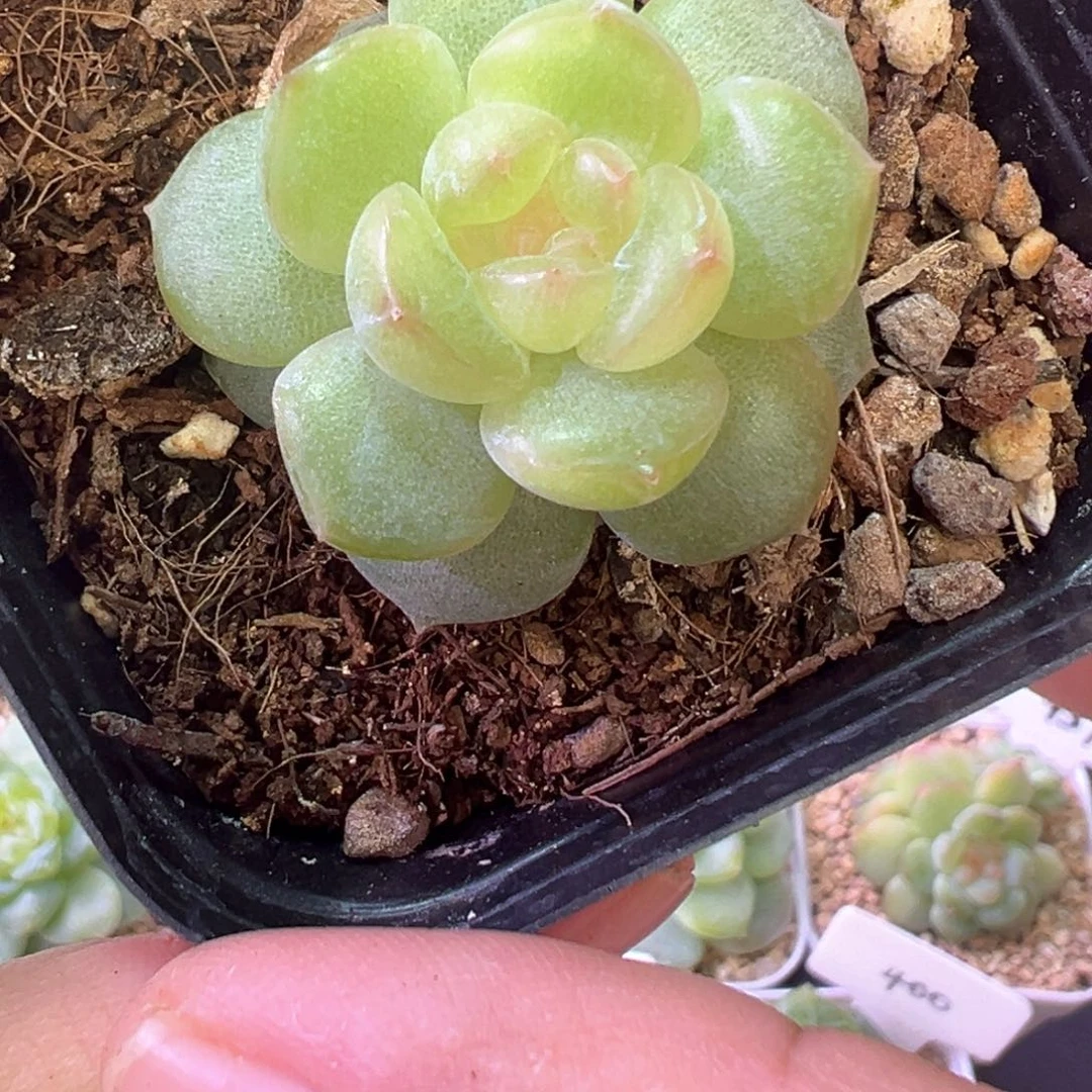 239号明眸晗雨多肉植物