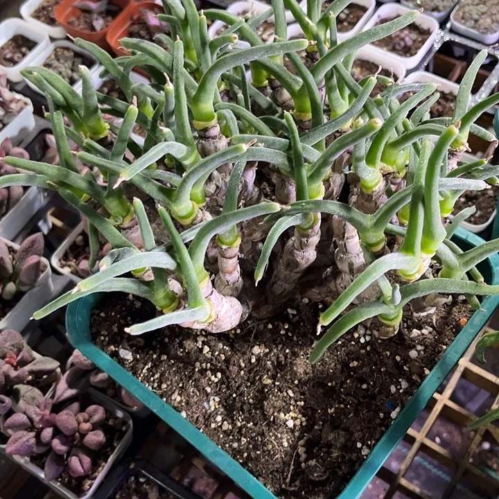 超大颗碧光环zzzzzz