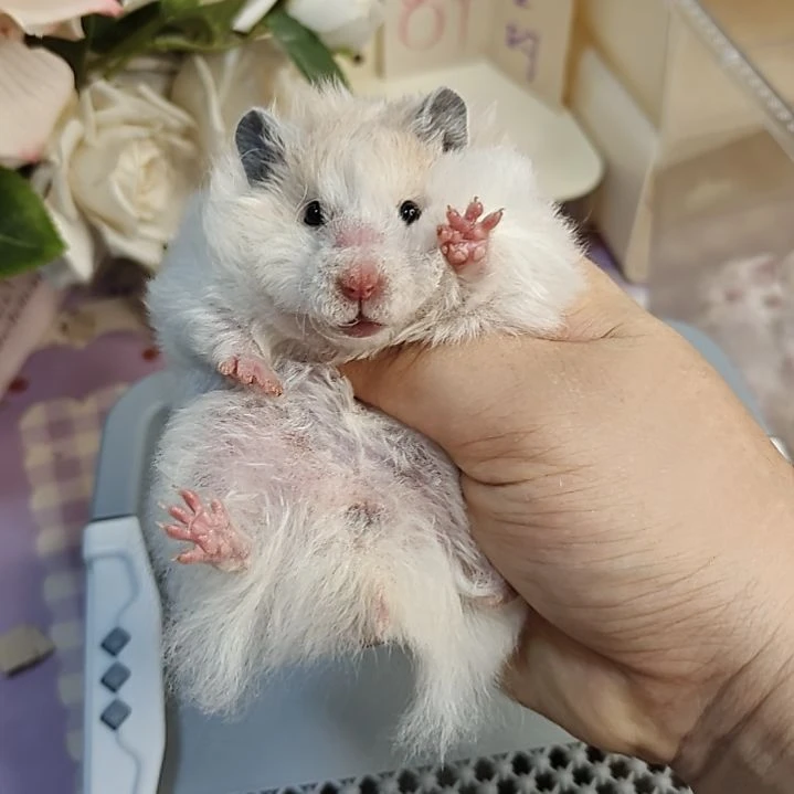 6-6卷毛黄波妹妹6.29