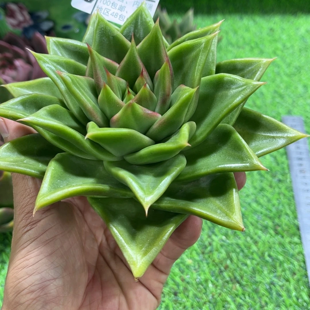 拉***4776………………………………新萌玛