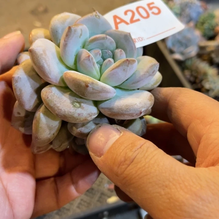 205 满20包邮脱土发货