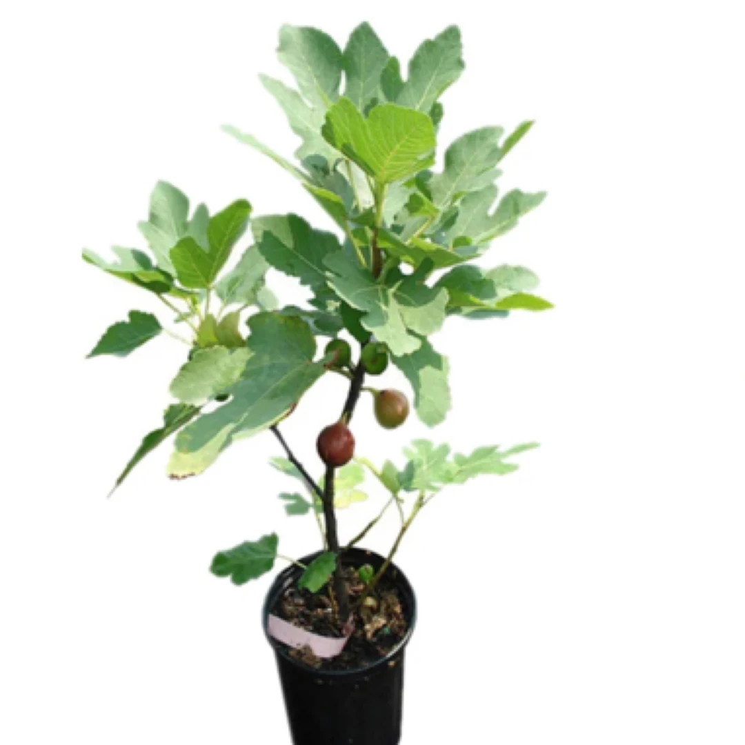 w波姬红芭劳奈无花果树苗植物现挖大果带土甜矮化