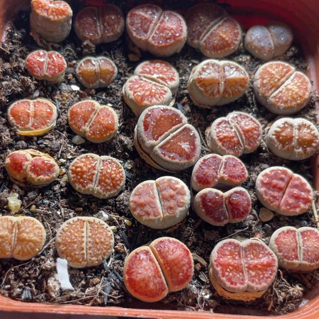 今晚大盆福利更新～