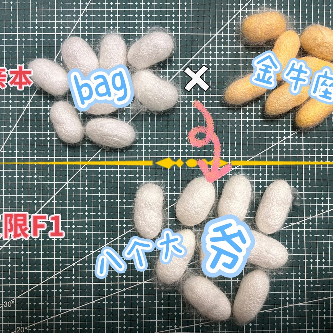 大蚕蚕卵欧系杂交倾心育蚕蚕种养蚕蚕宝宝大型蚕大卵大斑马特殊蚕