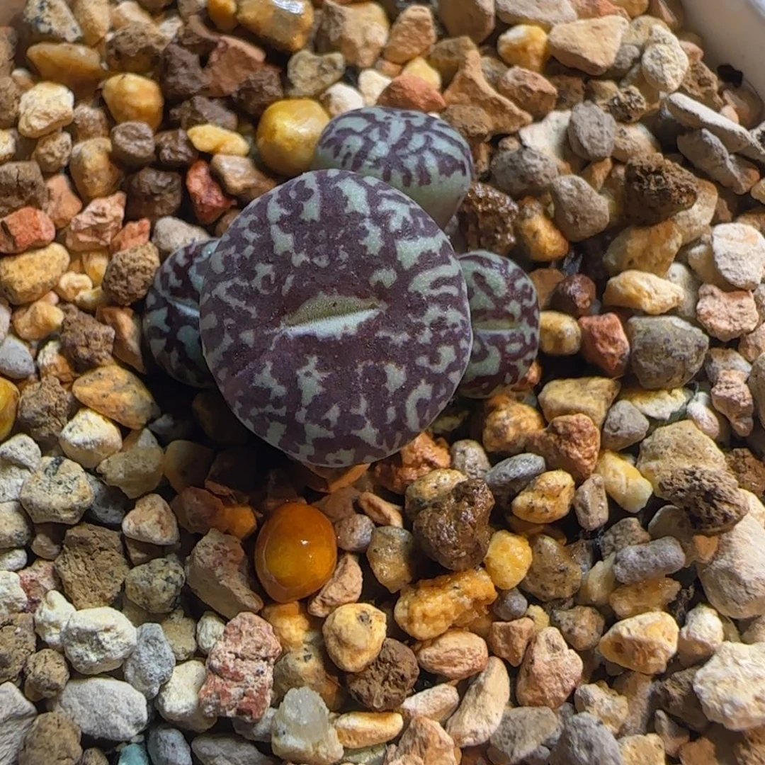 多肉植物超墨母本179号