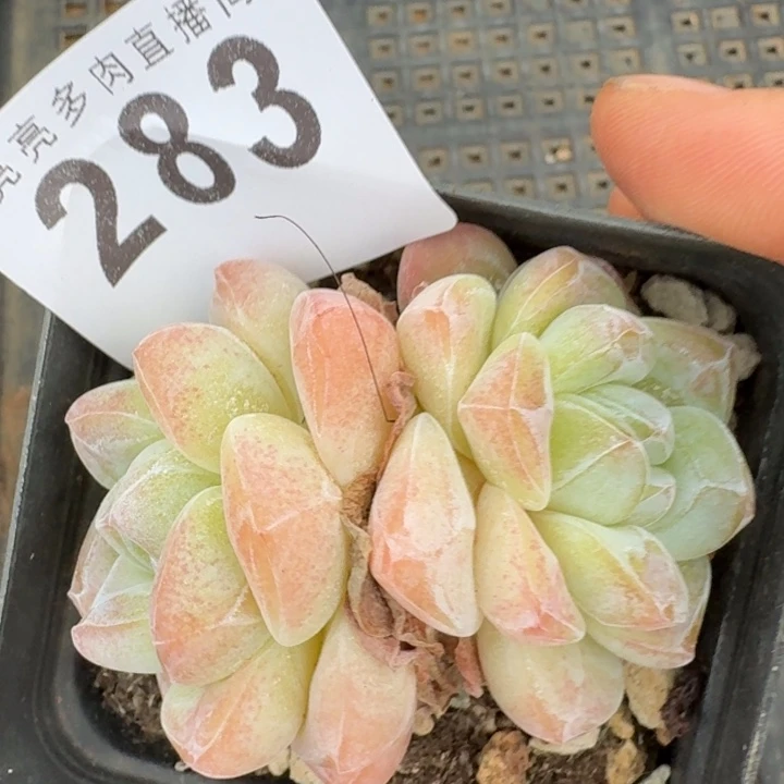 开播福利多肉植物