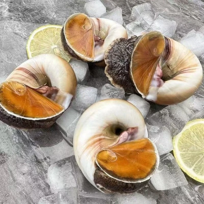 （特大）香螺/猫眼螺活装活发（特肥）