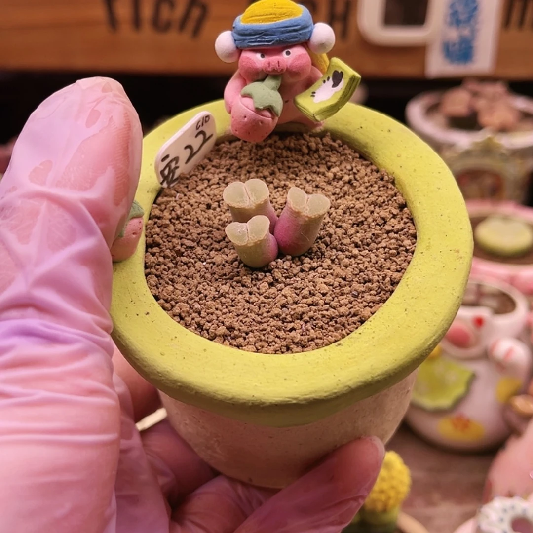 三头安格尼斯之眼连盆