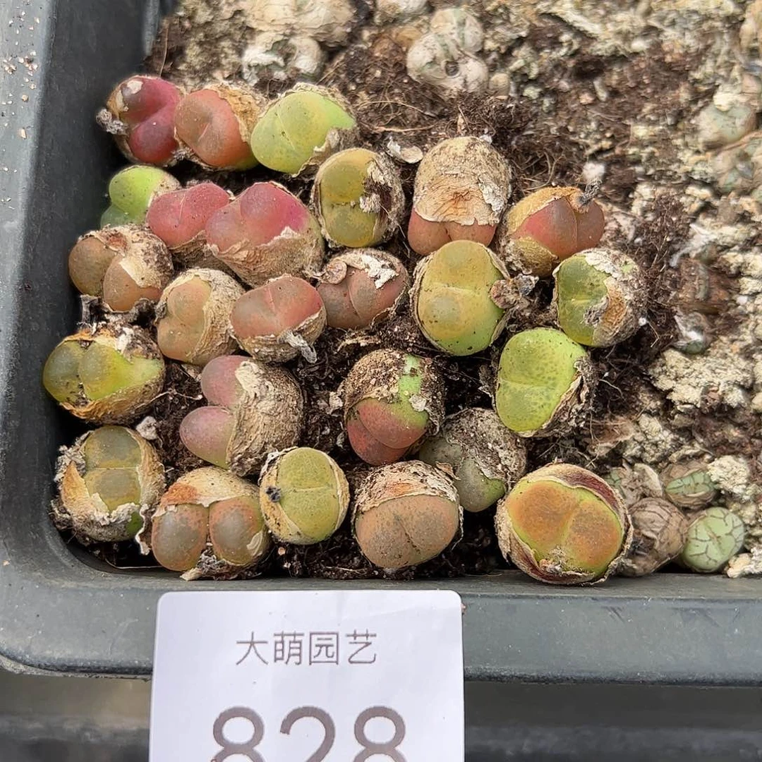 0000828量拍毛汉尼25颗尺寸1.3上下