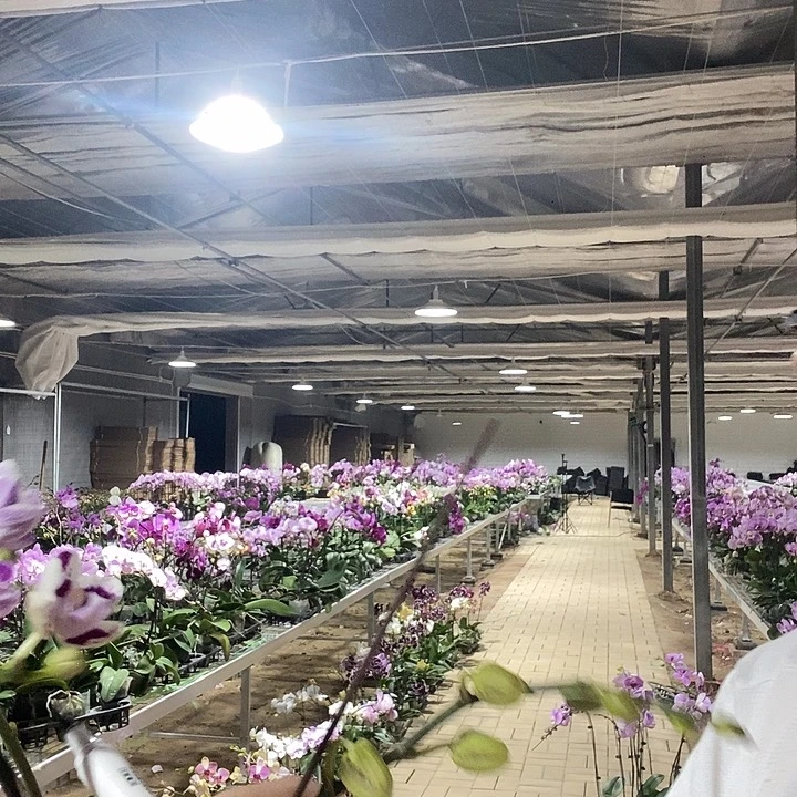 完全开放美期巧克力可乐050