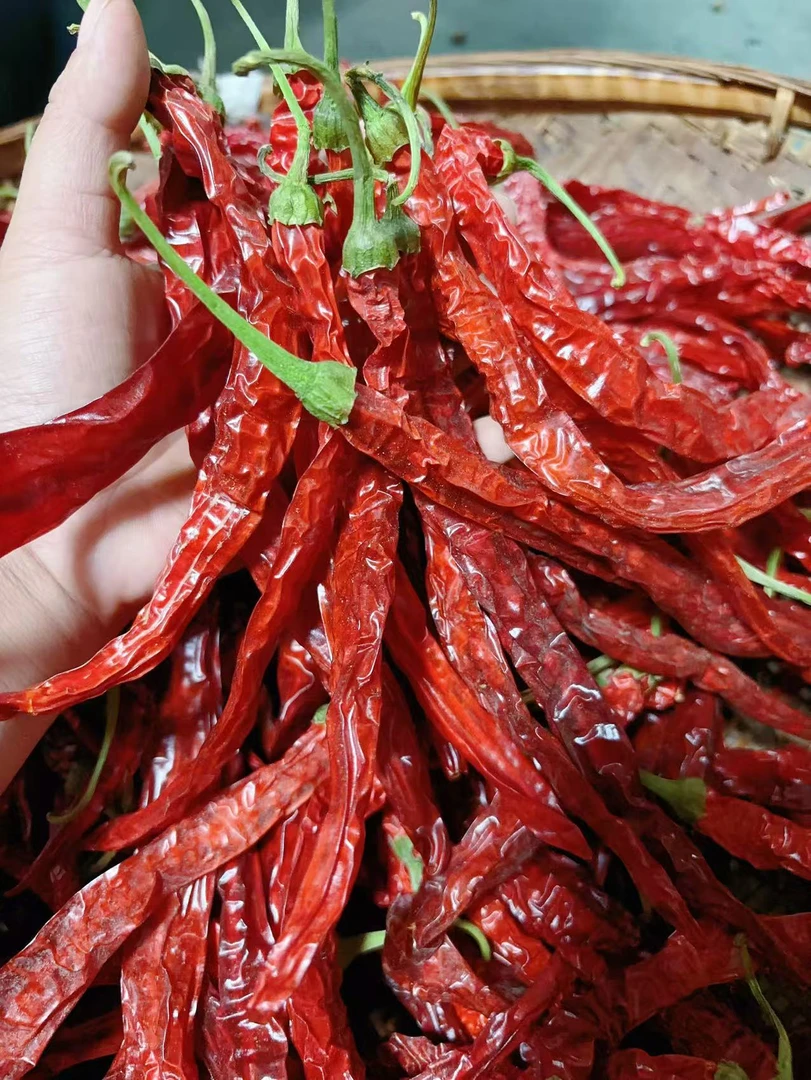 新辣椒干辣椒生辣椒微辣二荆条特辣朝天椒