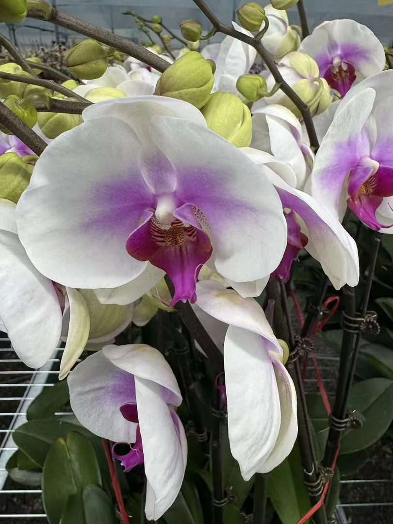 兰屿 LYSLAND【笑开怀3.0寸】蝴蝶兰鲜花盆栽