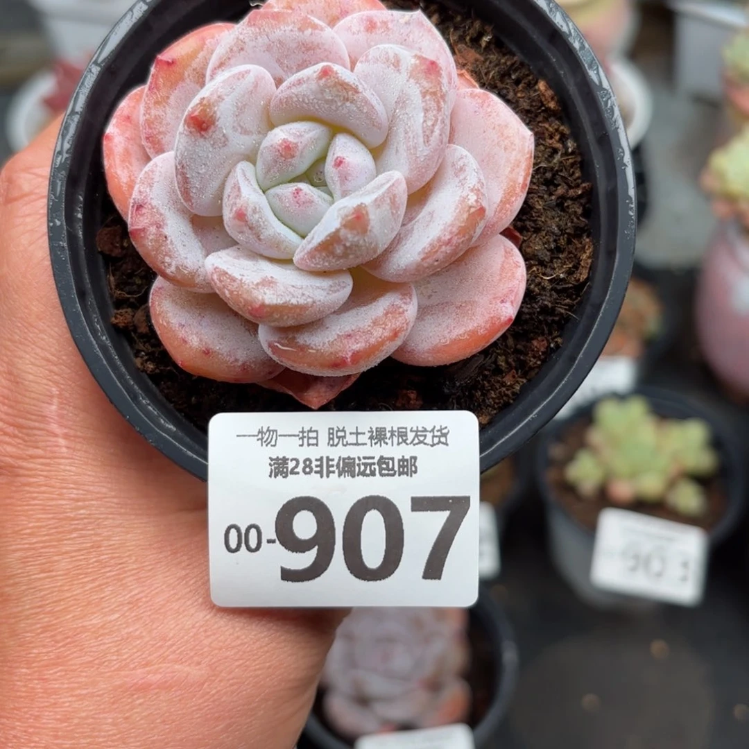 胖雪橙单头多肉多