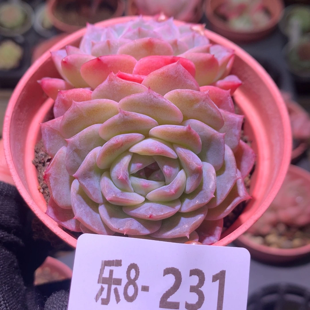 乐然 8-231 纯爱双头