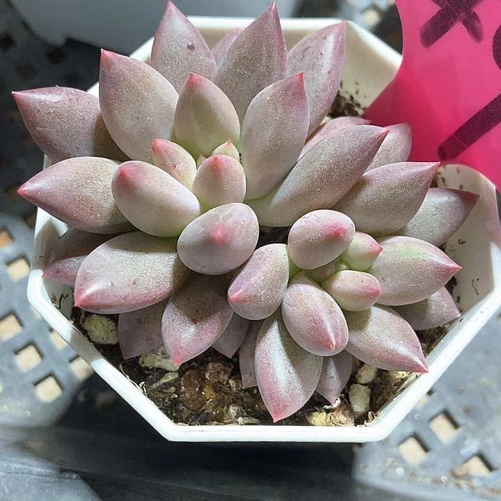 D***H多肉植物红蜻蜓49