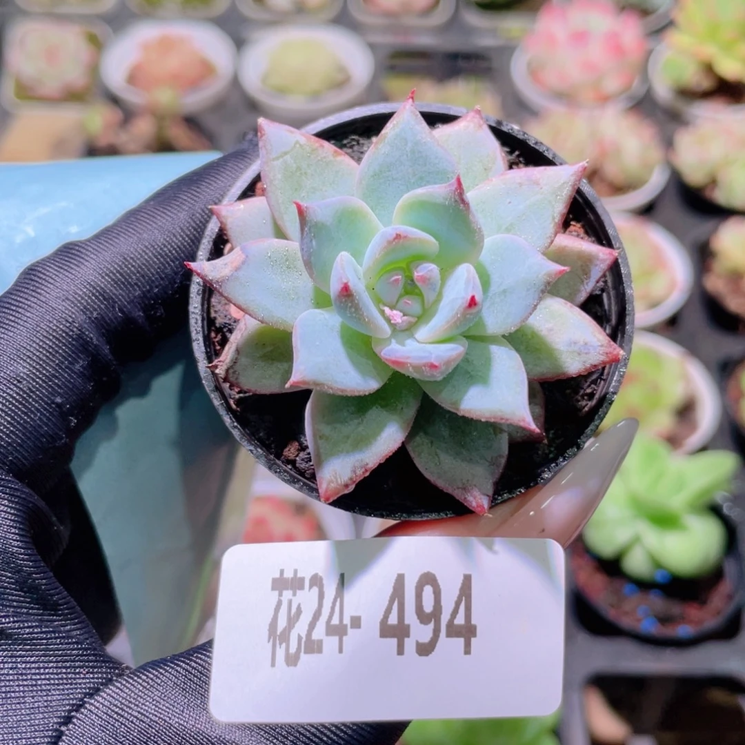 花利美24-494粉蓝鸟